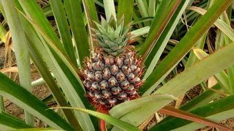 Tropical Reed Diffuser in Plumeria & Gardenia or Pineapple Coconut Diffuser Island Essence 