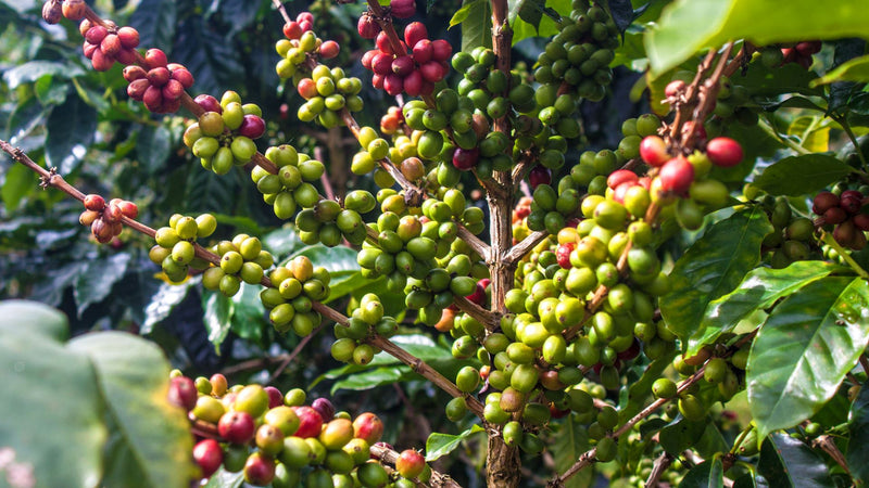 Kona Coffee Handcrafted Soap Island Essence 