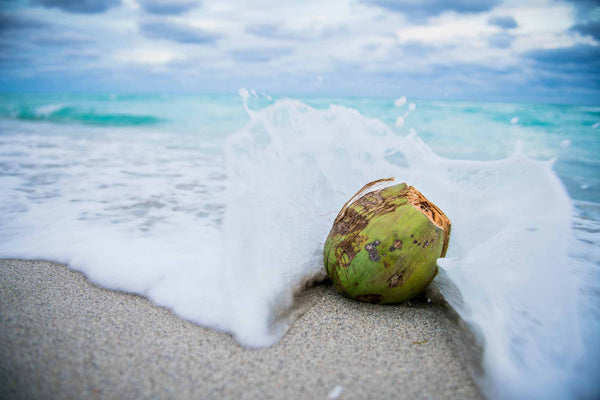 Voyaging Plants of Ancient Hawaiians: Niu (Coconut)