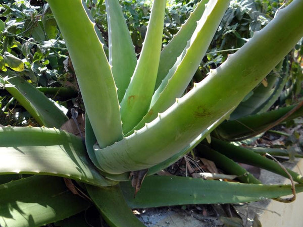 5 Key Benefits of Aloe Vera