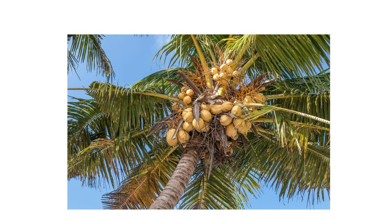 Royal Coconut Sarong Gift Basket Island Essence 