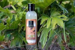 Shampoo & Conditioner Duo--Mango Coconut Bundle Island Essence 
