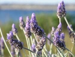 Lavender Aloe Aloe Island-Essence-Cosmetics 