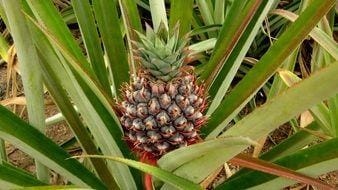 Pineapple & Papaya Collection with Deluxe Soy Candle, Lotion and Soap Special Collection Island Essence 