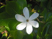 Tahitian Gardenia Tropical Flower Body Polish Body Polish Island-Essence-Cosmetics 
