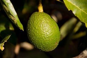 Men’s Tropical Lime & Patchouli Trio Bundle Island-Essence-Cosmetics 