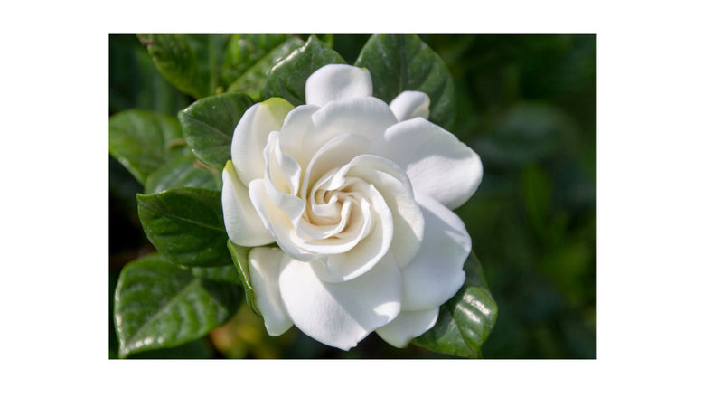Tahitian Gardenia Lotion Lotion Island-Essence-Cosmetics 