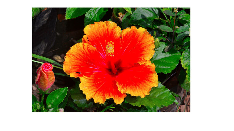 Hibiscus Towel & Maui Organics Hawaiian Gift Basket Bundle Island-Essence-Cosmetics 