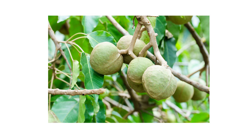 Kukui Nut Nourishing Oil & Soap Duo Island-Essence-Cosmetics 