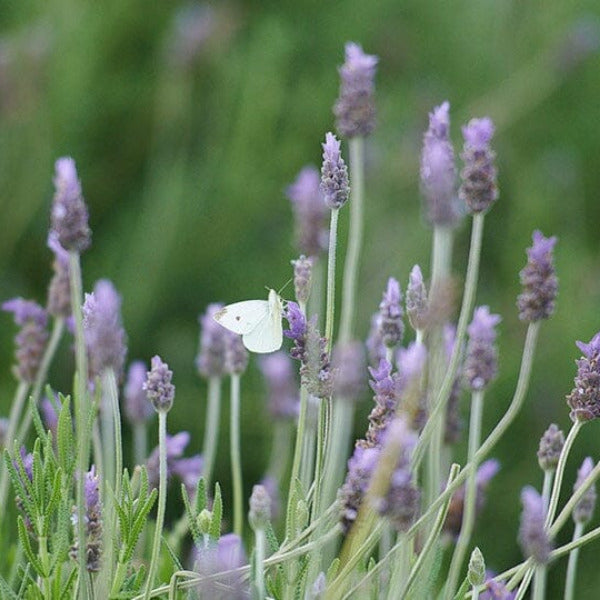 Lavender Vintage Premium Lotion--Last Chance Lotion Island-Essence-Cosmetics 