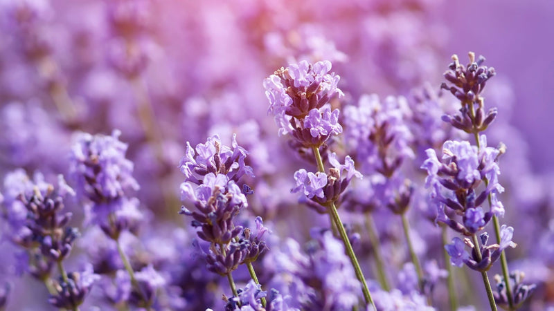 Hawaiian Lavender Rosemary Lotion with Lemon Balm-Natural Repellant Lotion Island-Essence-Cosmetics 