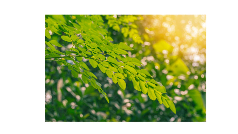 Maui Miracle Oil Moringa Seed Hydrating Oil Eco Refill - 64 oz. Oil Island-Essence-Cosmetics 