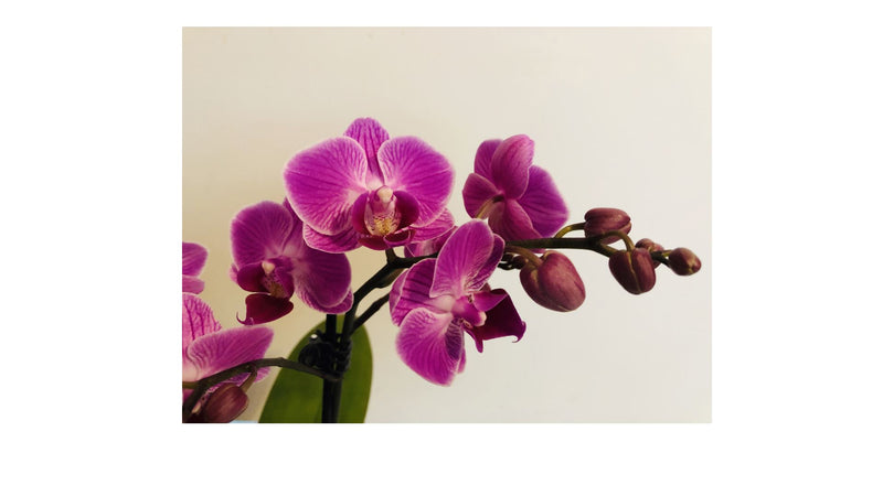 Hawaiian Lavender Orchid Body Crème Body Cream Island-Essence-Cosmetics 