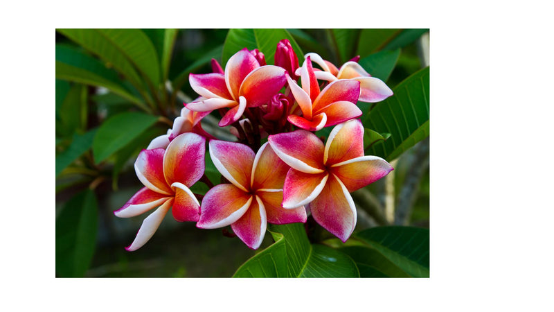 Plumeria Vintage Lauhala Gift Basket Bundle Island-Essence-Cosmetics 