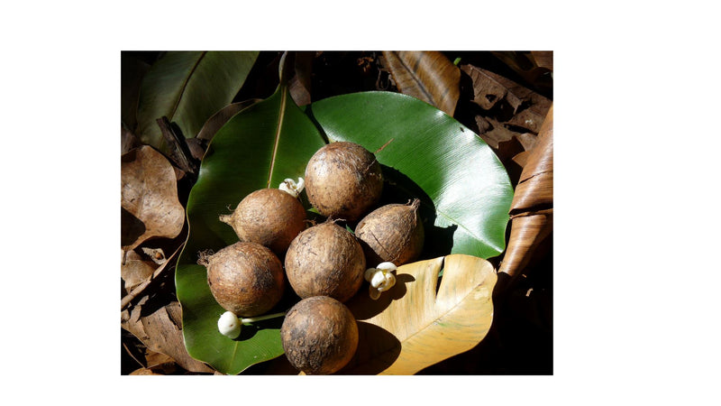 Tamanu Nut Healing Oil & Soap Duo Bundle Island-Essence-Cosmetics 