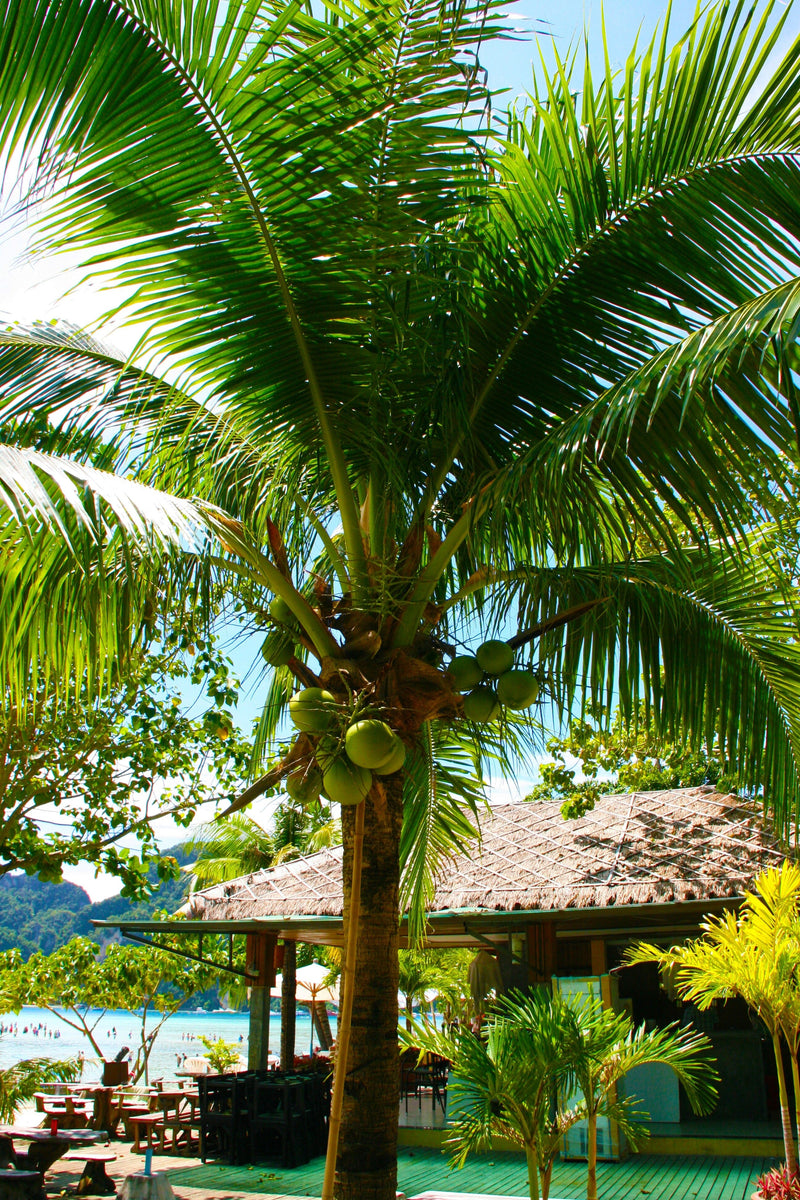 Coconut Soothing Oil--Maui Miracle Oil Oil Island-Essence-Cosmetics 