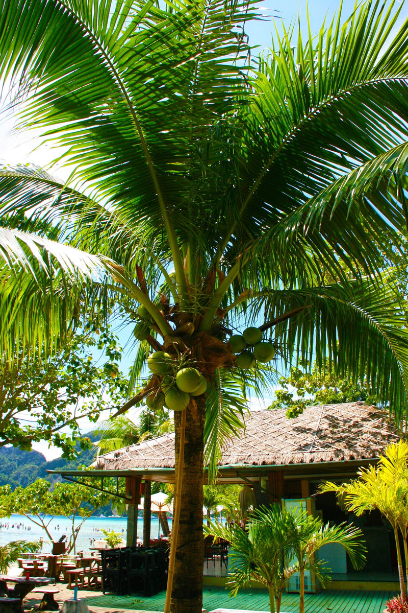 Hawaiian Coconut - Hand Cleansing Spray with 63% Alcohol Island Essence 