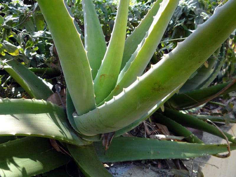 Unscented Cooling Aloe Aloe Island-Essence-Cosmetics 