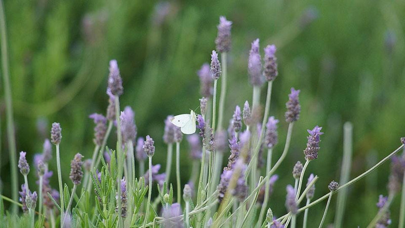 Hawaiian Lavender Rosemary Lotion with Lemon Balm-Natural Repellant Lotion Island-Essence-Cosmetics 