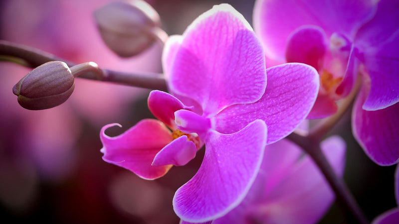Hawaiian Lavender & Orchid Body Butter Body Butter Island-Essence-Cosmetics 