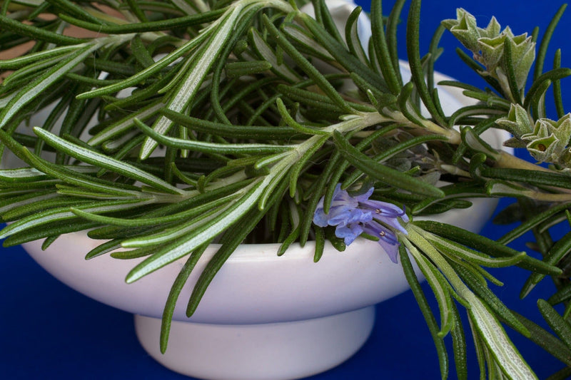 Hawaiian Lavender Rosemary Lotion with Lemon Balm-Natural Repellant Lotion Island-Essence-Cosmetics 
